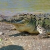 Krokodyl americky - Crocodylus acutus - American Crocodile o0466